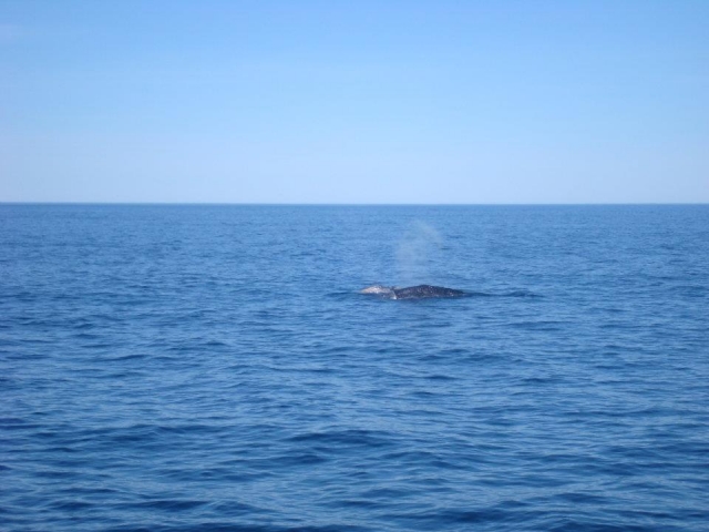 Avistamiento de cetáceos